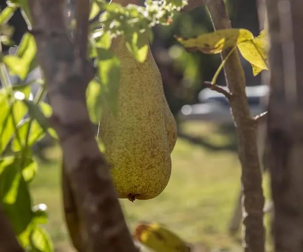 ベッド・アンド・ブレックファスト Sa Pischina オルビア